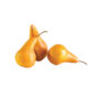 PEARS BROWN MEDIUM BOSC 113/125